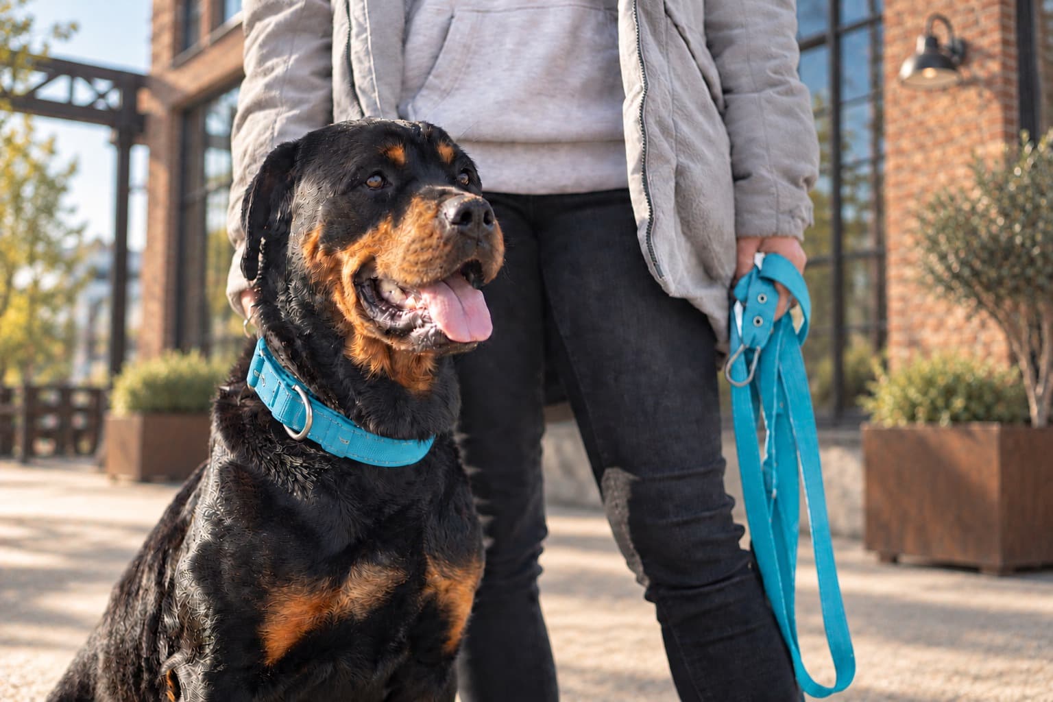 Ein Rottweiler mit türkisfarbenem Halsband sitzt neben einem Menschen, der seine Leine hält